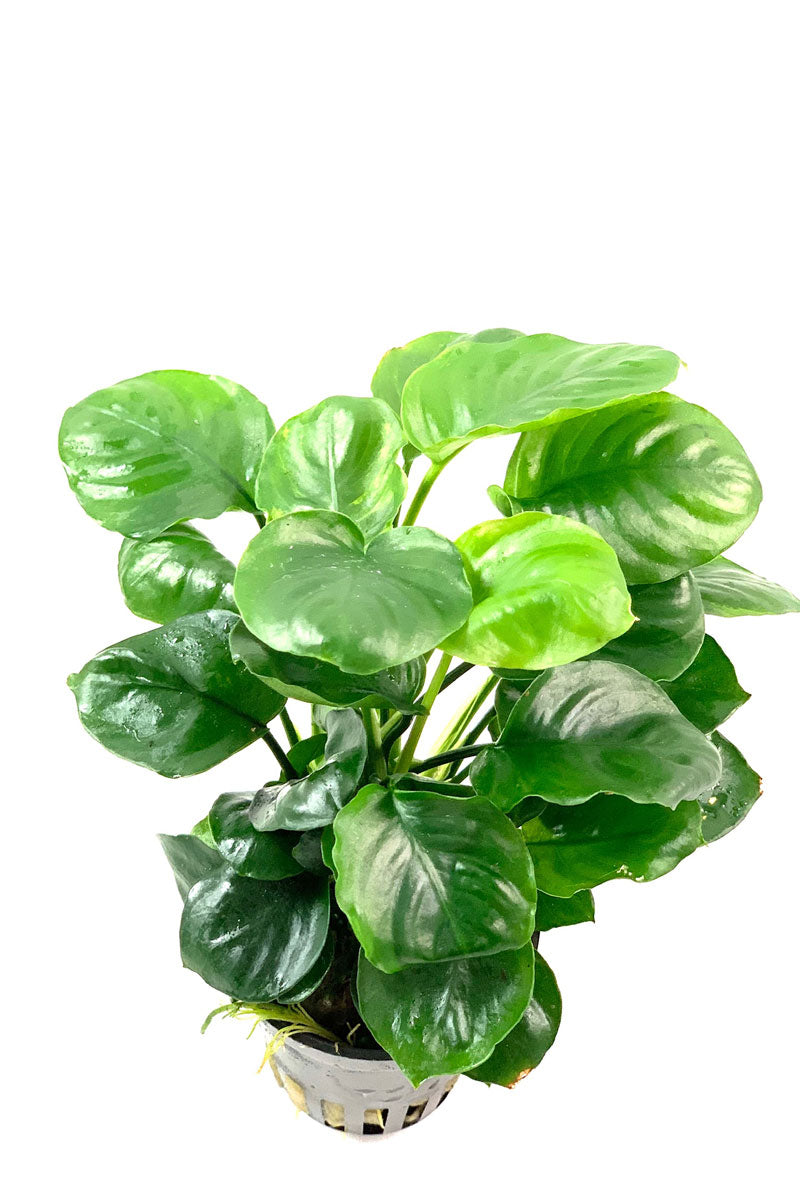 Anubias Nana Round Leaf – ToPlant