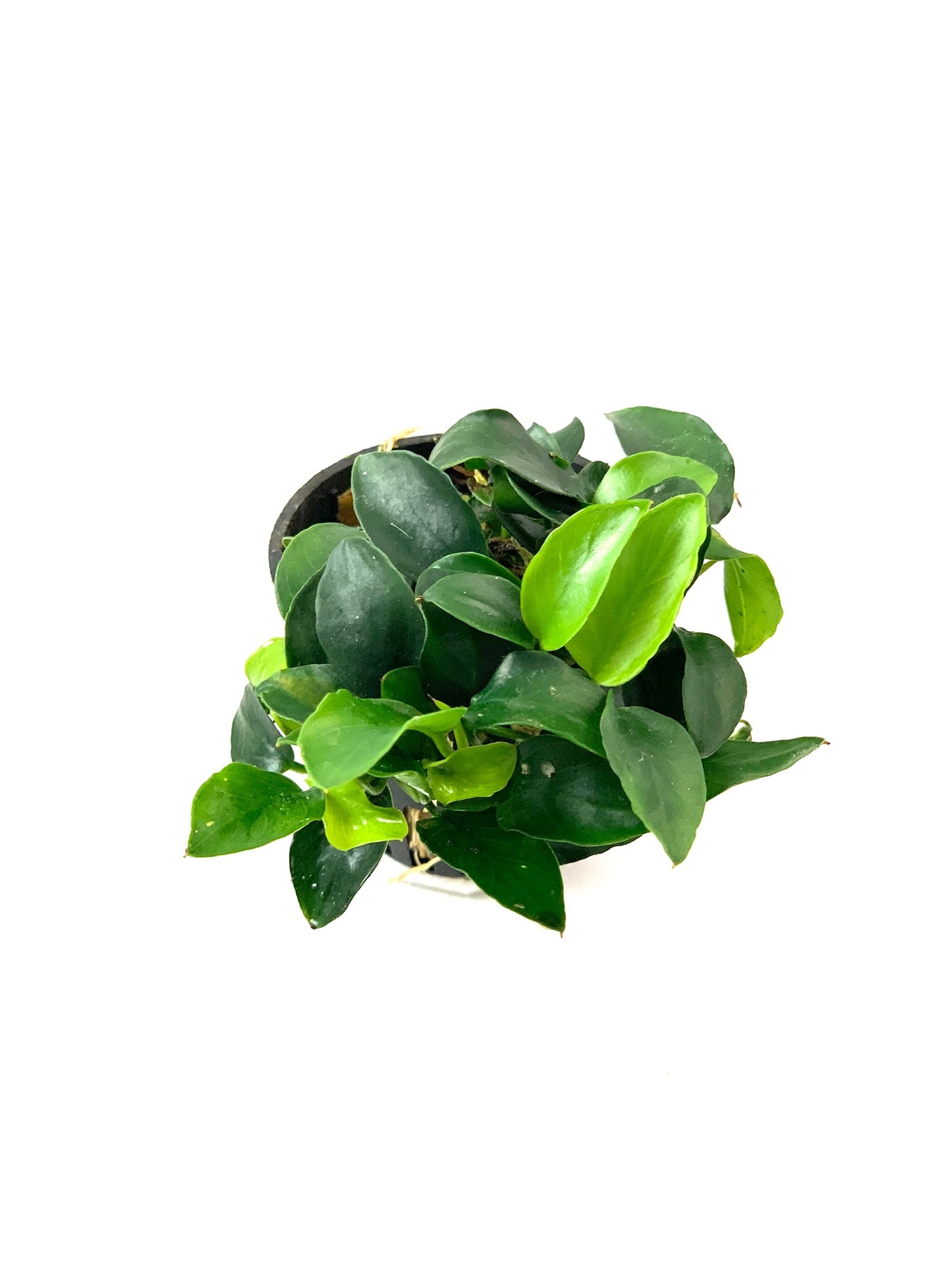 Anubias Nana Bonsai