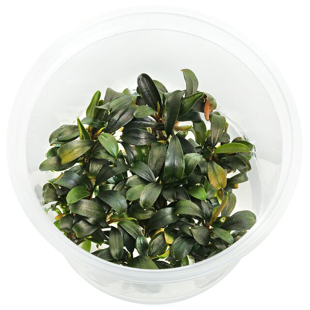 Bucephalandra Deep Purple