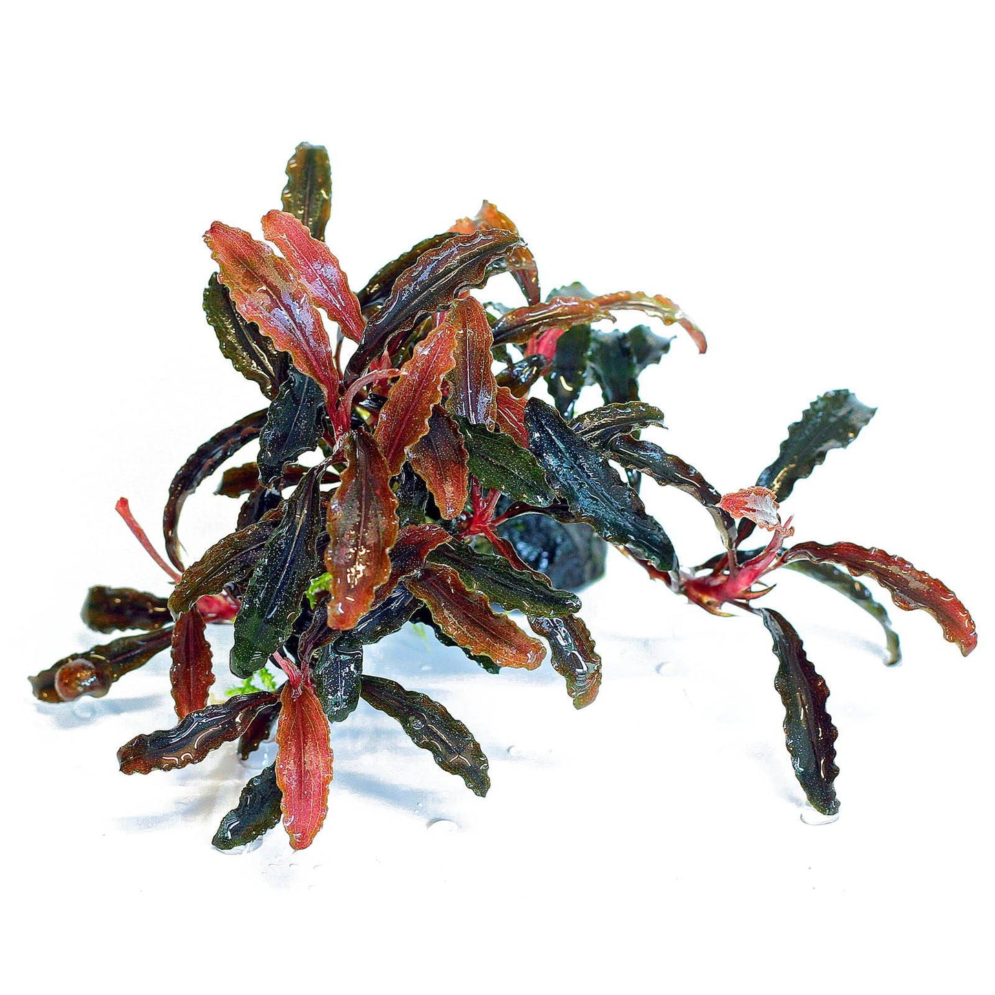 Bucephalandra Kedagang 5x5cm