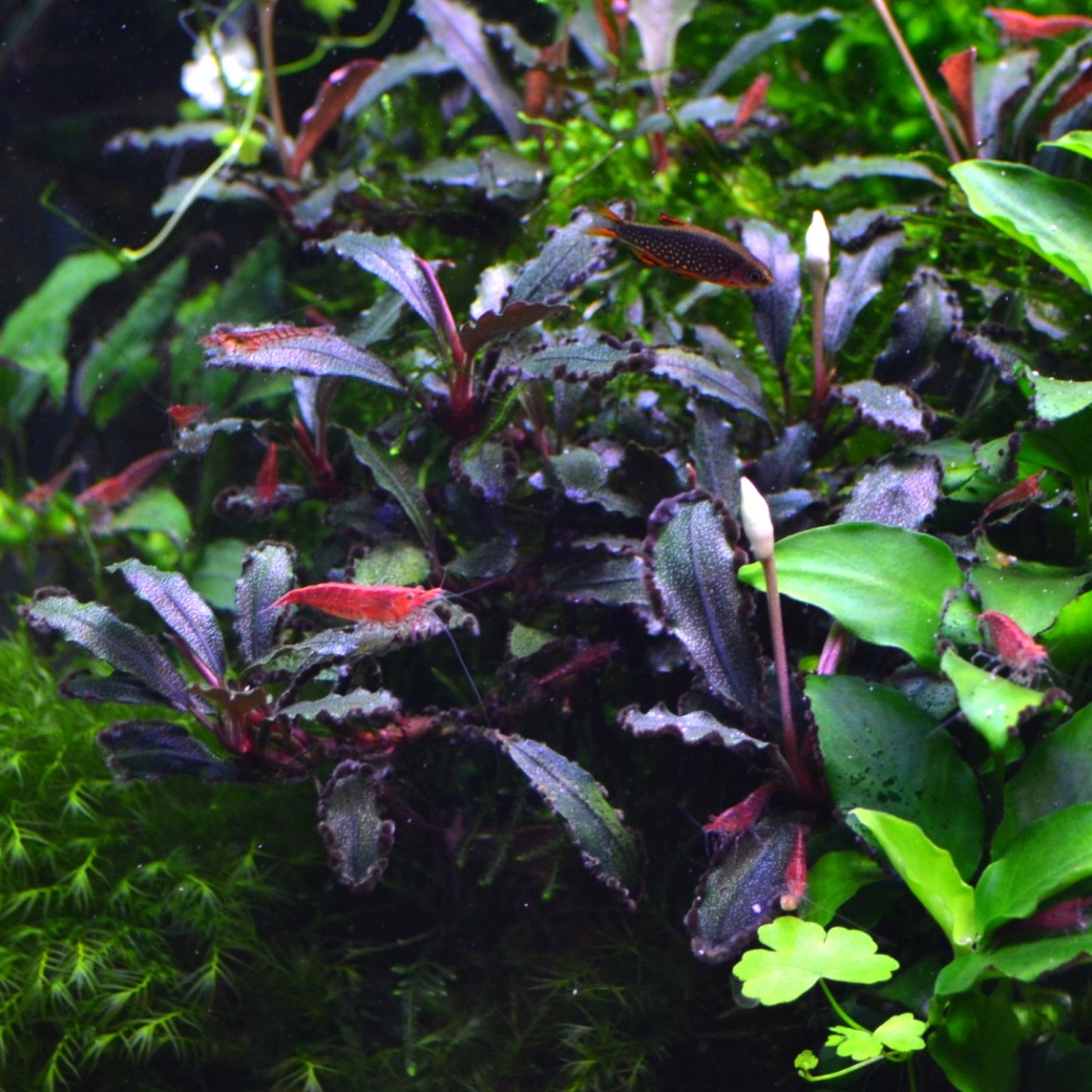 Bucephalandra Lamandau mini red