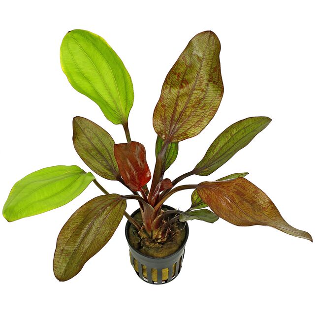 Echinodorus Red Chili