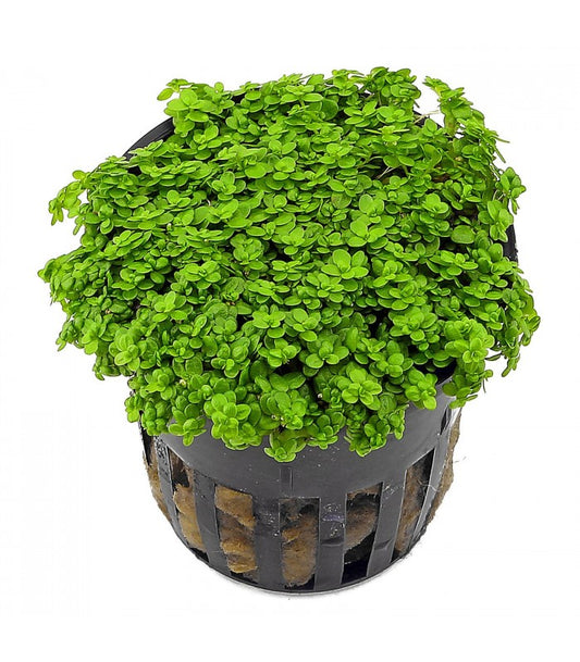 Hemiantus Callitrichoides C u b a