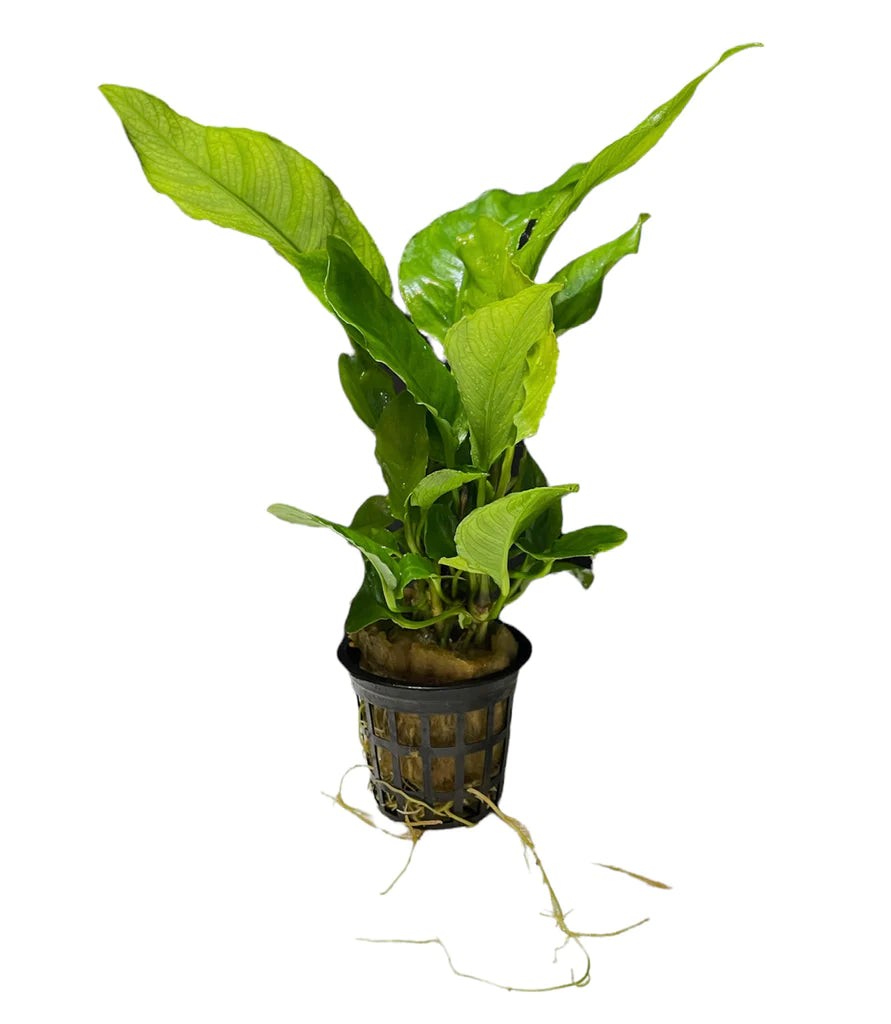 Anubias Gigantea