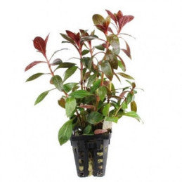 Ludwigia Repens Rubin