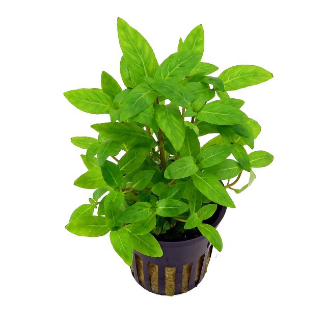 Staurogyne Repens