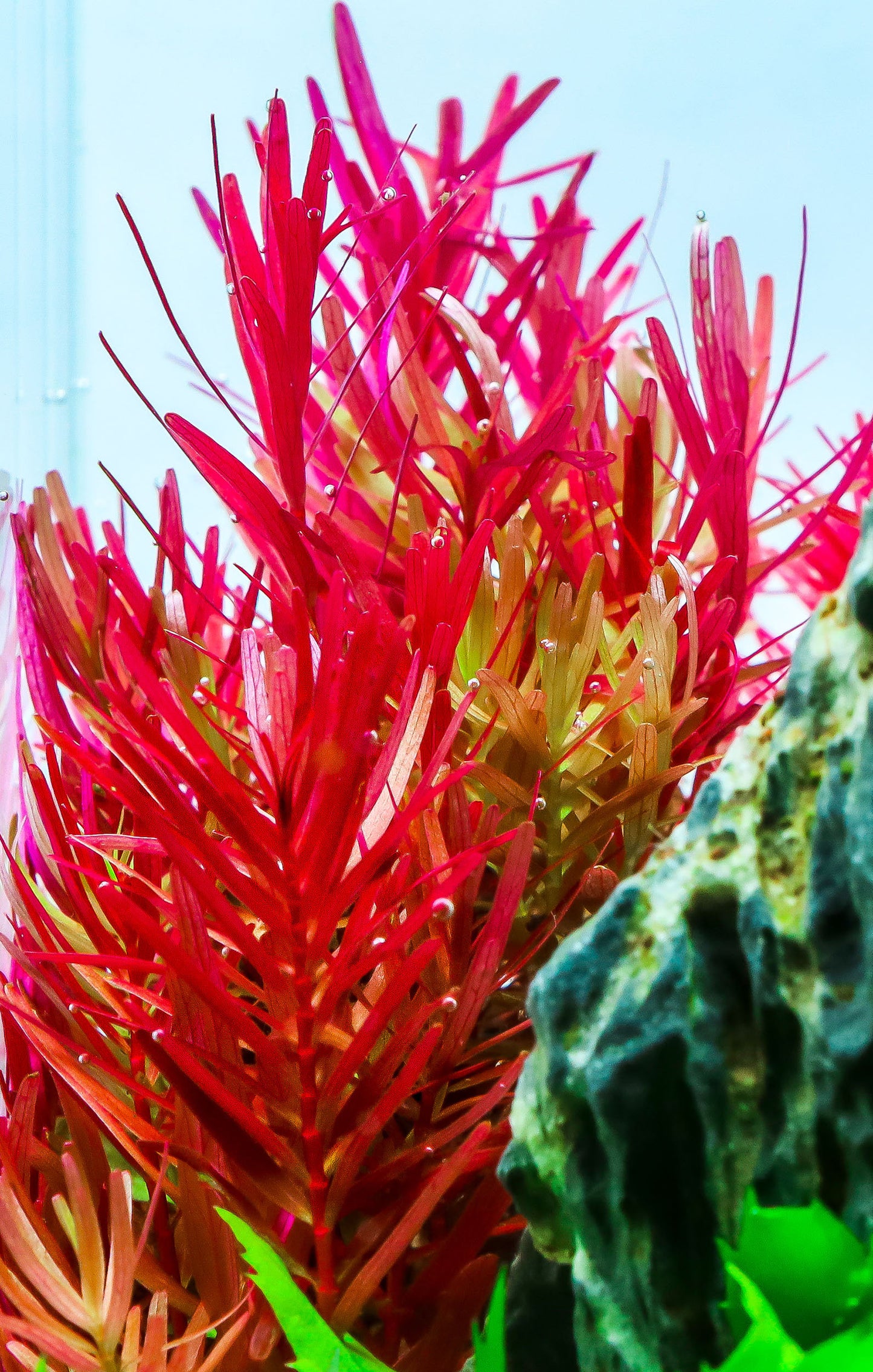Rotala sp Vietnam h'ra - piante acquario ToPlant