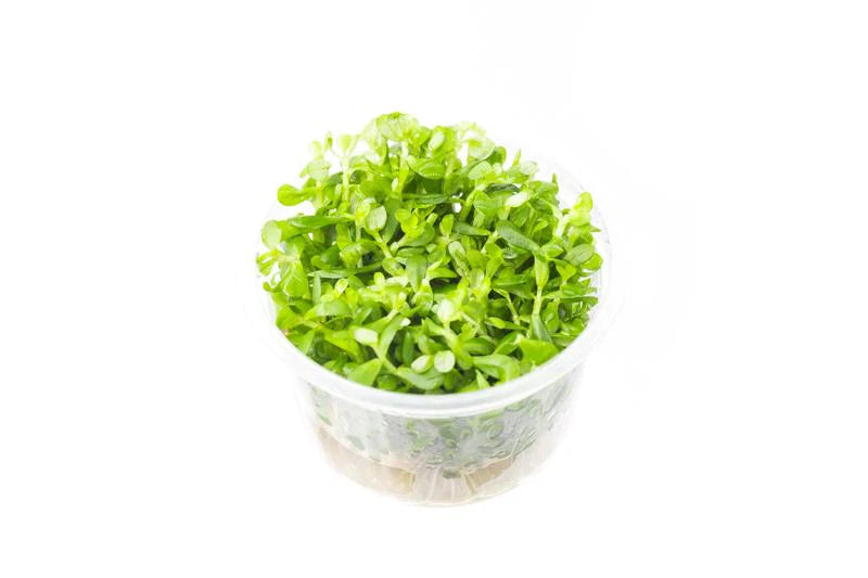 Ammania Bonsai - piante acquario ToPlant