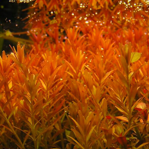 Rotala R. Orange Juice – ToPlant