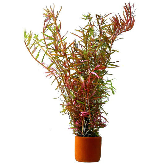 Rotala sp Vietnam h'ra