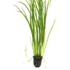 Vallisneria Spiralis