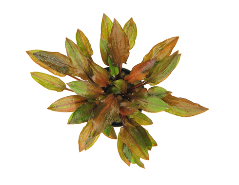 Cryptocoryne Walkeri