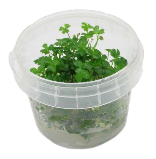 Hydrocotyle Tripartita Japan