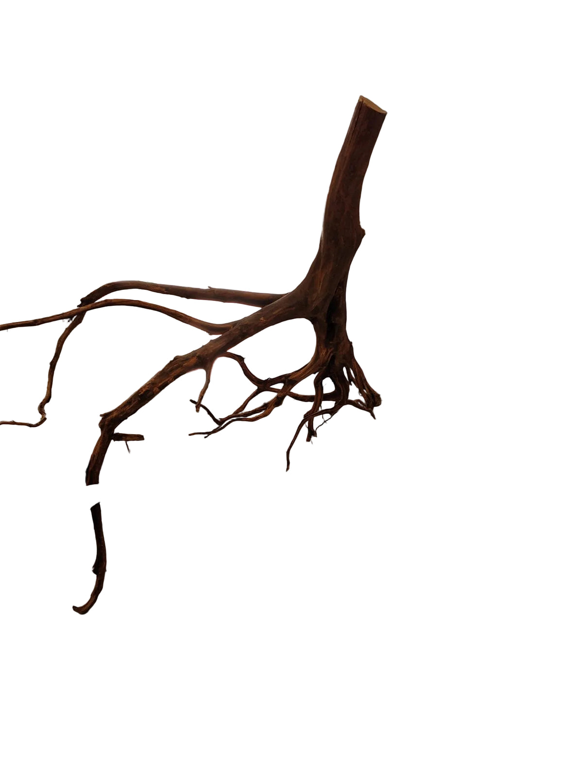 Red spider wood