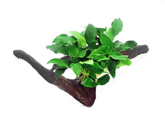 Anubias nana su legno/roccia lavica - piante acquario ToPlant