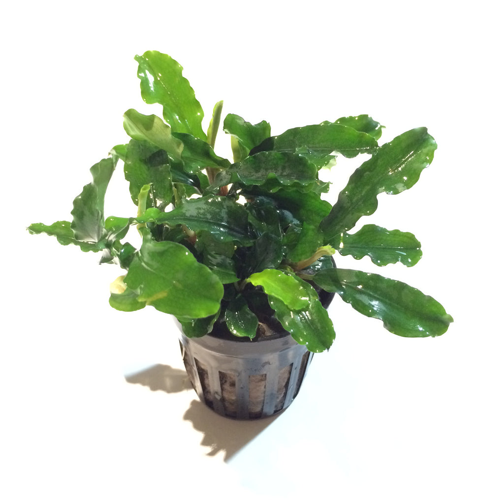 Bucephalandra Wavy Green