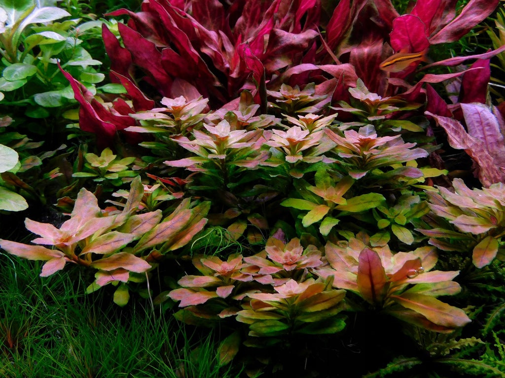 Ludwigia sphaerocarpa Pilosa (vitro)