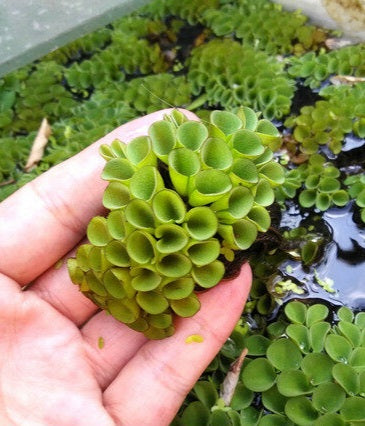 Salvinia Cucullata