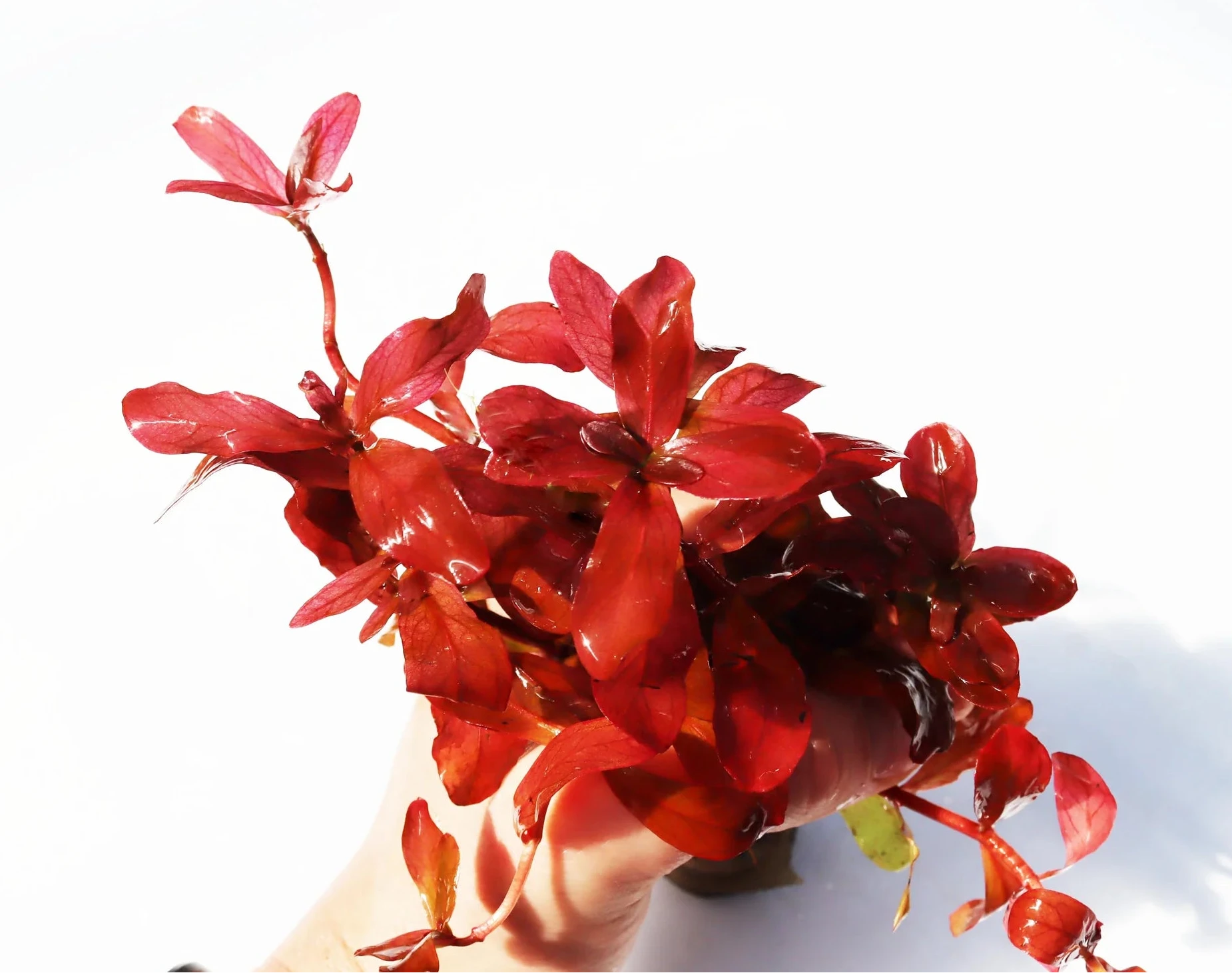 Ammania Gracilis Red