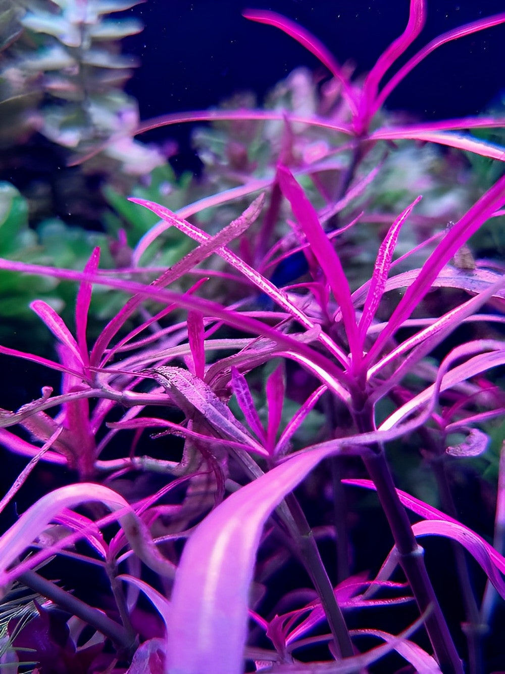 Hygrophila lancea Chai (vitro)