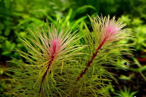 Rotala sp. Vietnam