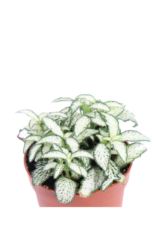 Fittonia white