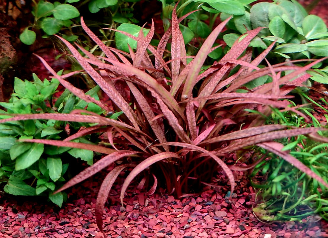 Cryptocoryne Pink Phanter