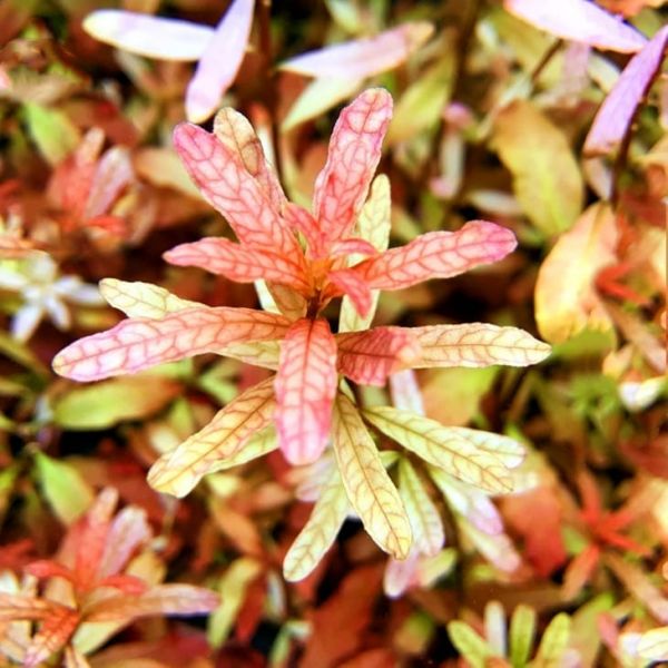 Ludwigia inclinata var. "crystal" (vitro)