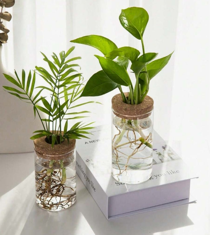 Contenitore con Tappo Forato per Idroponica