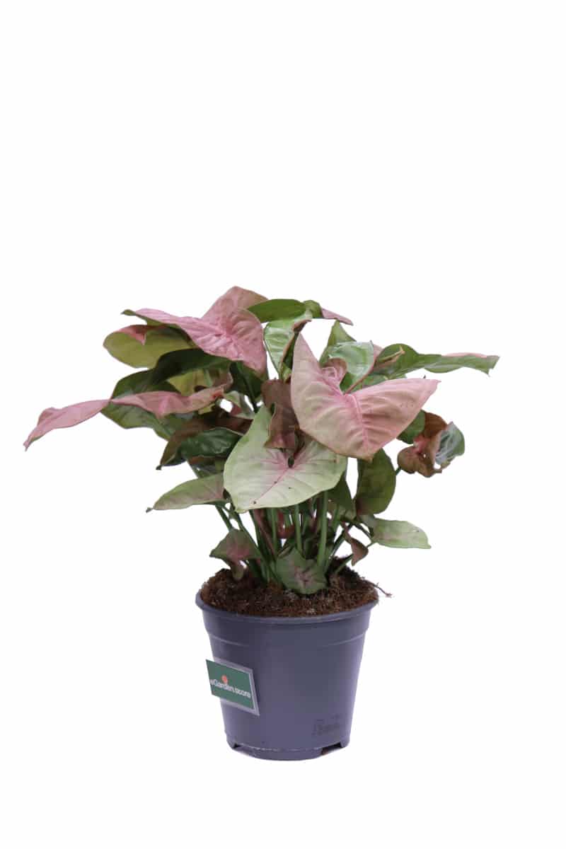 Syngonium Red Heart - Pianta Rara