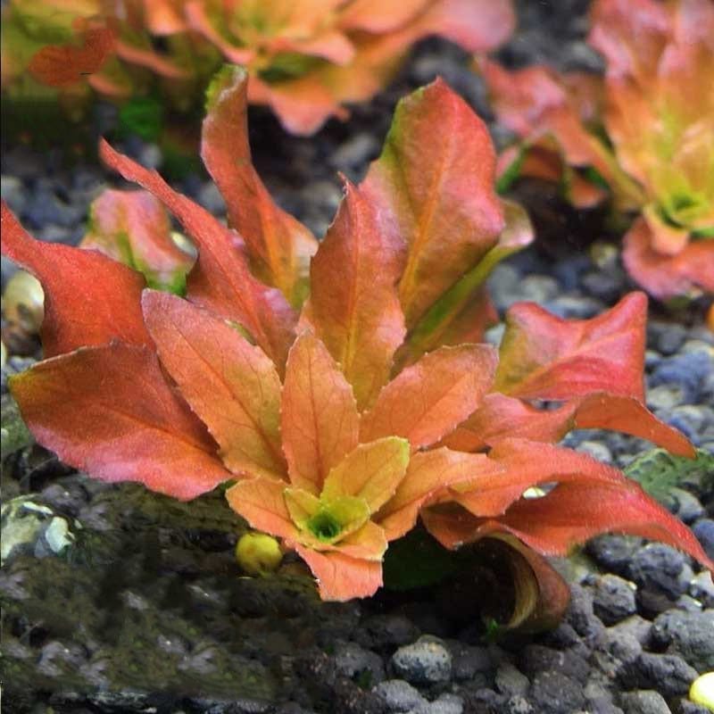 Ludwigia sphaerocarpa Pilosa (vitro)