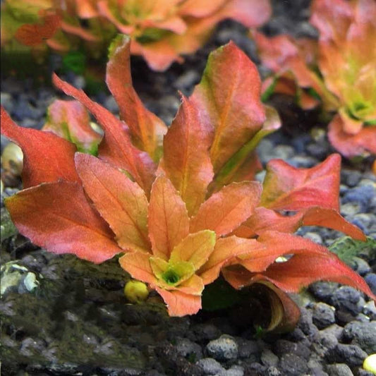 Ludwigia sphaerocarpa Pilosa (vitro)