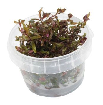 Rotala Macrandra