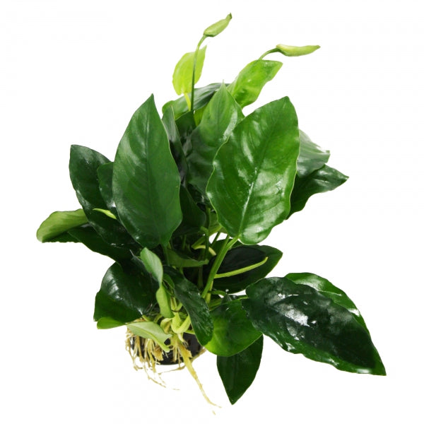 Anubias nana XL