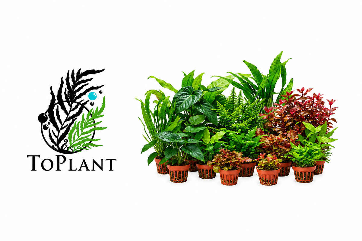 Assortimento piante con logo ToPlant