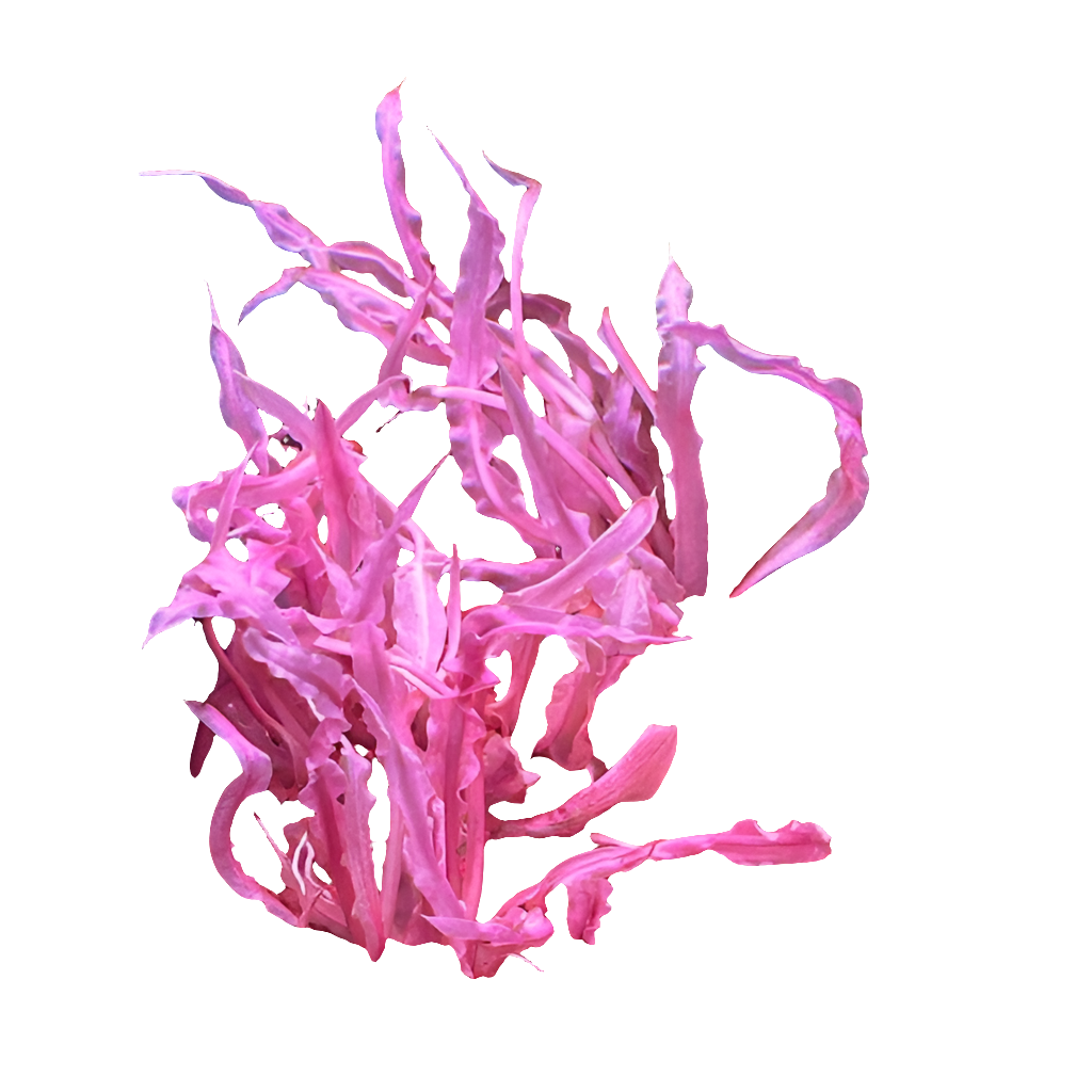 Cryptocoryne Balansae Pink (vitro)