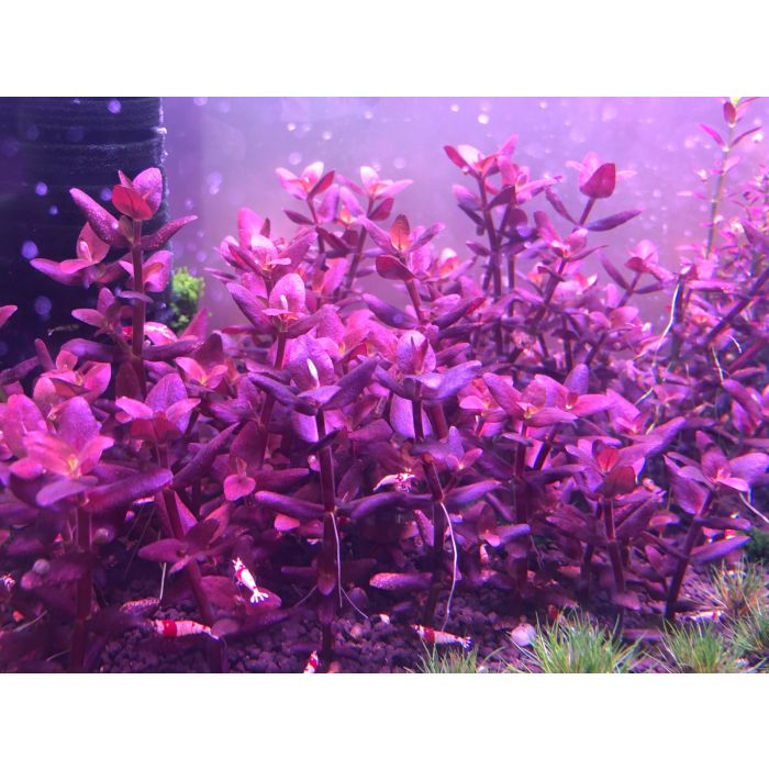 Bacopa salzmannii Purple