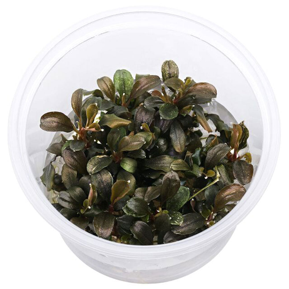 Bucephalandra Theia Red (Vitro)