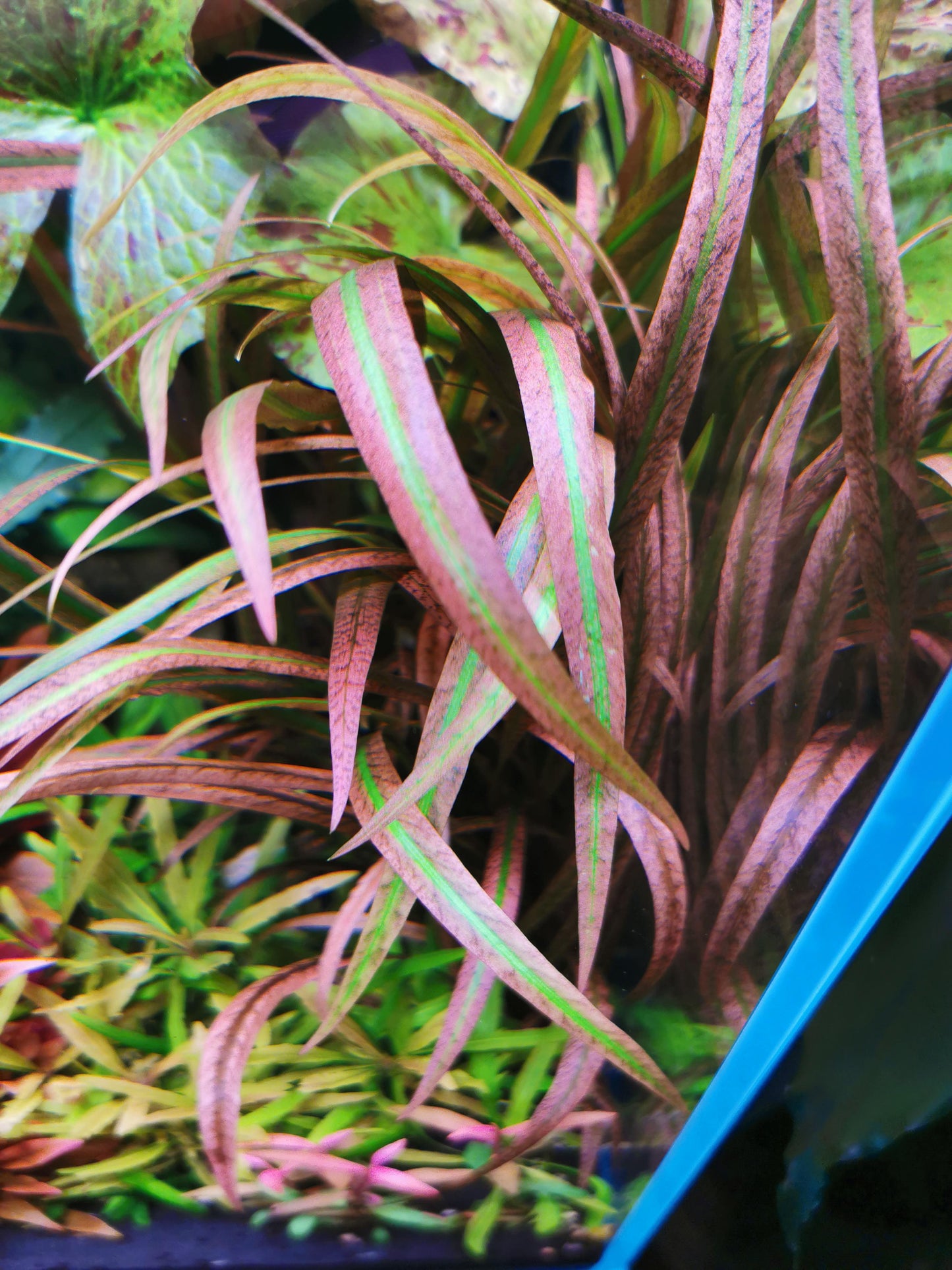 Cryptocoryne spiralis red (vitro)