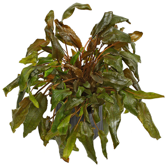 Cryptocoryne XL