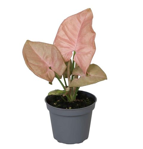 Syngonium Neon Robusta - Pianta Rara