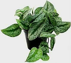 Pothos Pictus