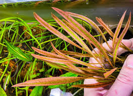 Cryptocoryne spiralis red (vitro)