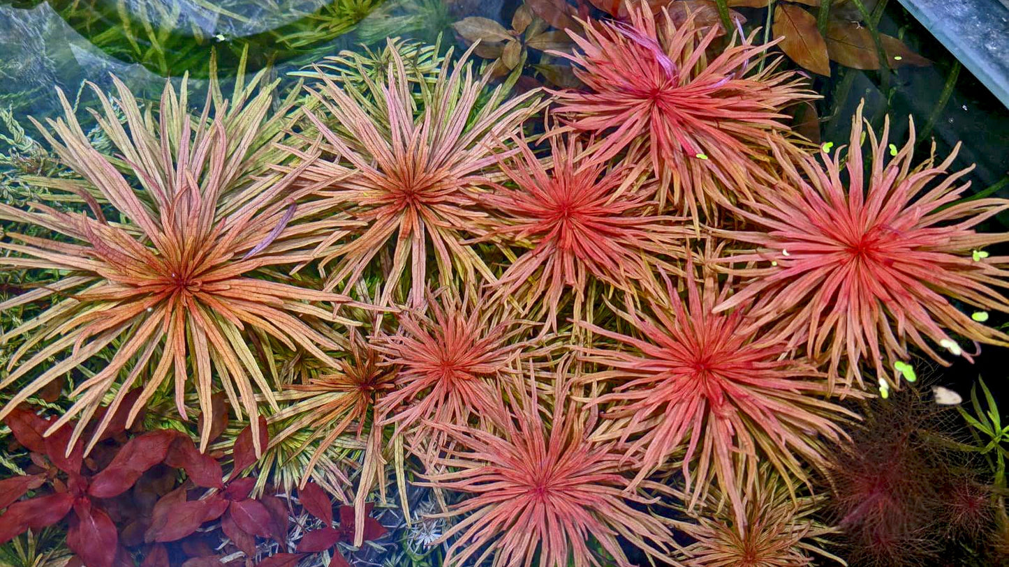 Ludwigia inclinata var. Pantanal