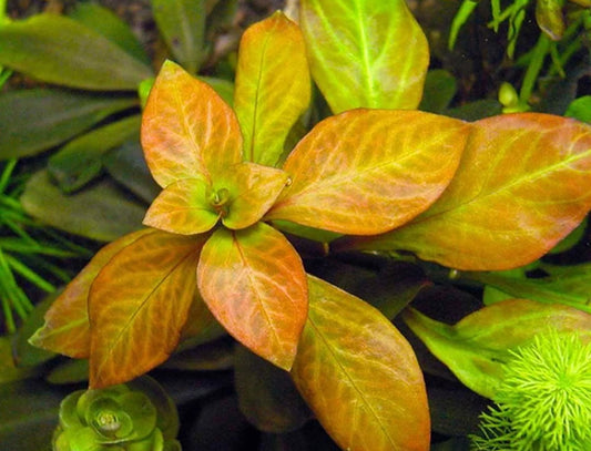 Ludwigia ovalis (vitro)