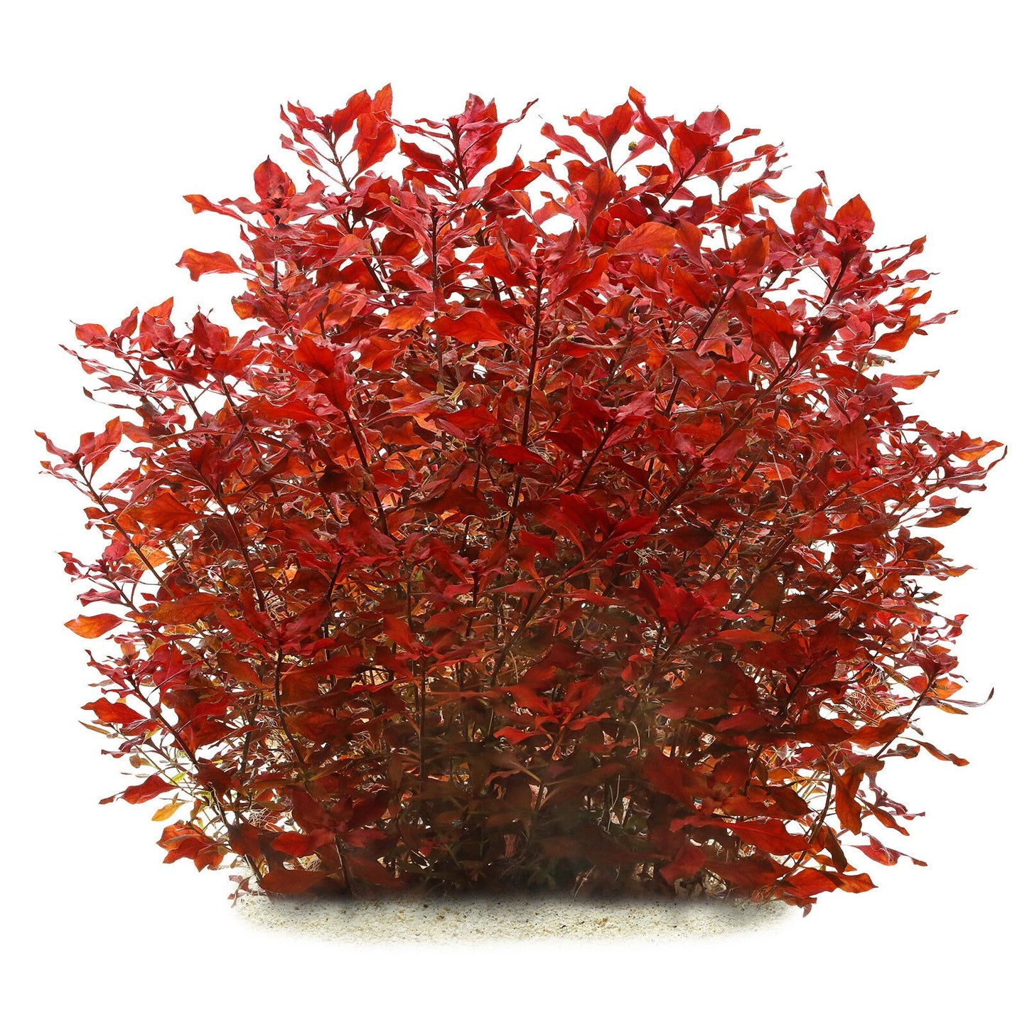 Ludwigia Mini Super Red