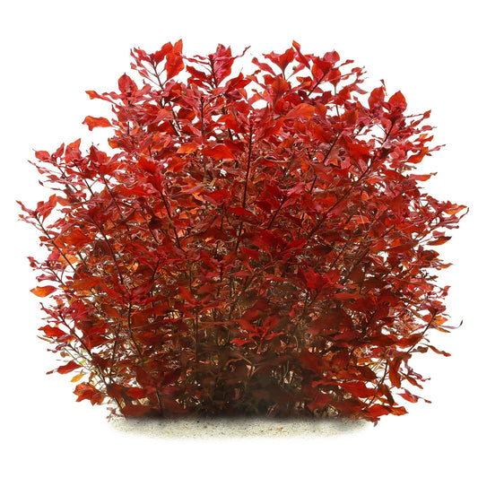ludwigia mini super red, pianta per acquario rossa
