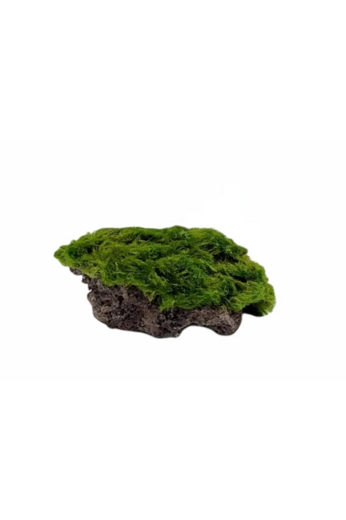Cladophora su legno/roccia - piante acquario ToPlant