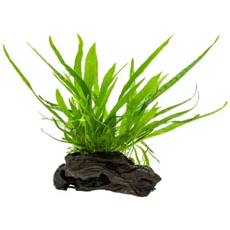 Microsorum pteropus su legno/roccia lavica