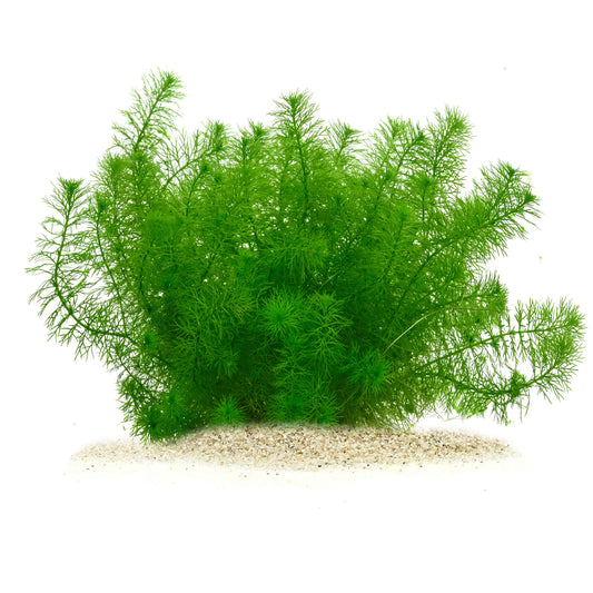 Myriophyllum sp. Guyana